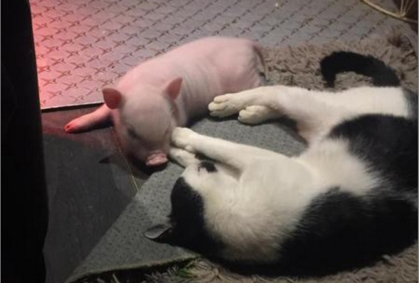 Duo cochon et chat