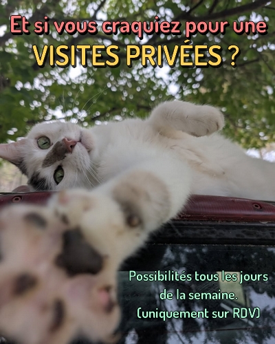 Image de chat tendant sa patte.